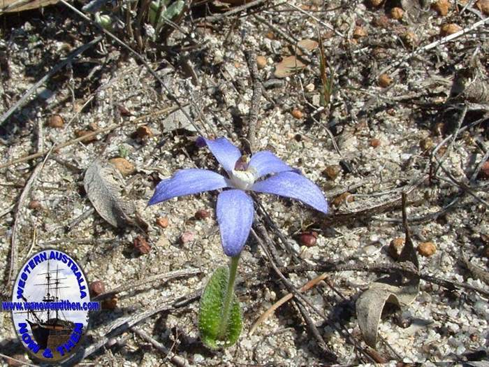 Cyanicula-gemmata-Blue-china-orchid.jpg