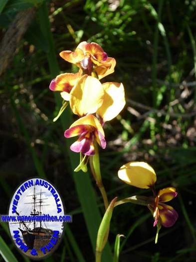 Diuris-Donkey-orchid-001.JPG