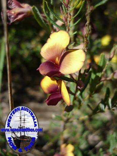 Diuris-Donkey-orchid-002.JPG