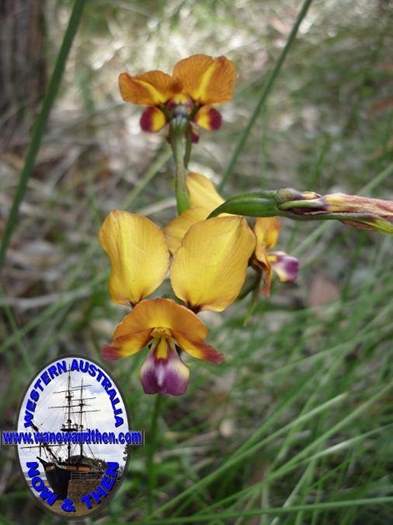 Diuris-Donkey-orchid-011.JPG