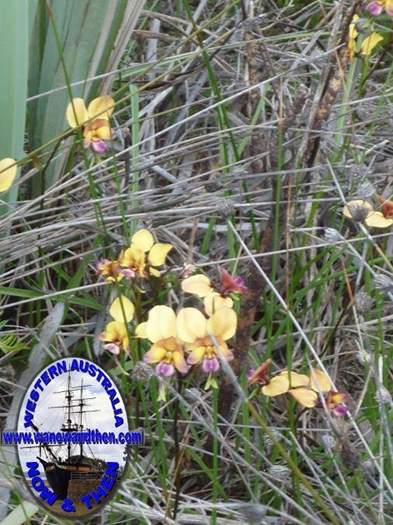 Diuris-Donkey-orchid-012.JPG