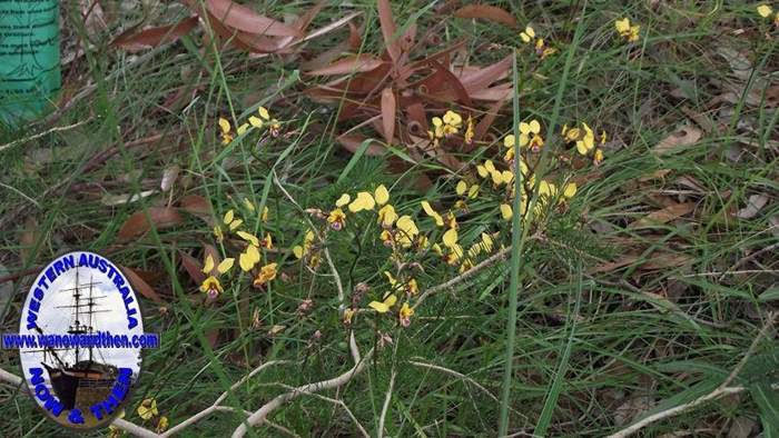 Diuris-Donkey-orchid-015.JPG