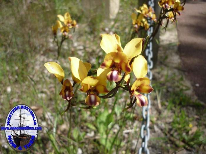 Diuris-Donkey-orchid-016.JPG