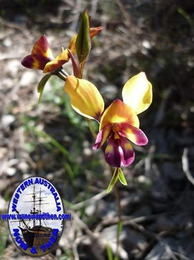 Diuris-Donkey-orchid-018.JPG