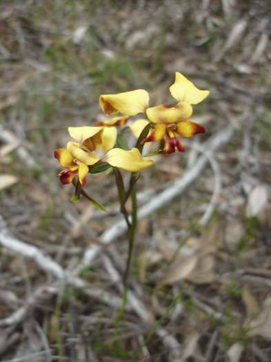 Diuris-Donkey-orchid-100.JPG