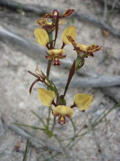 Diuris-Donkey-orchid-101.JPG