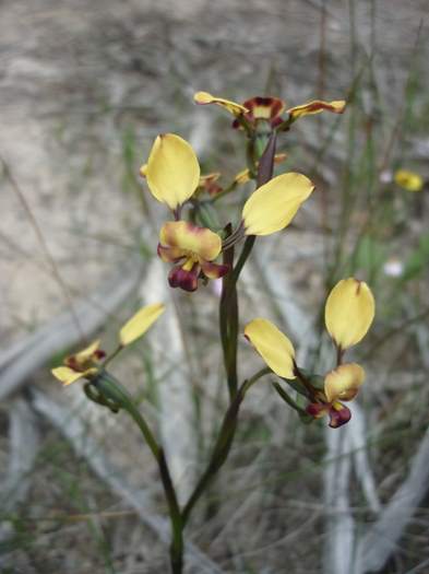 Diuris-Donkey-orchid-102.JPG