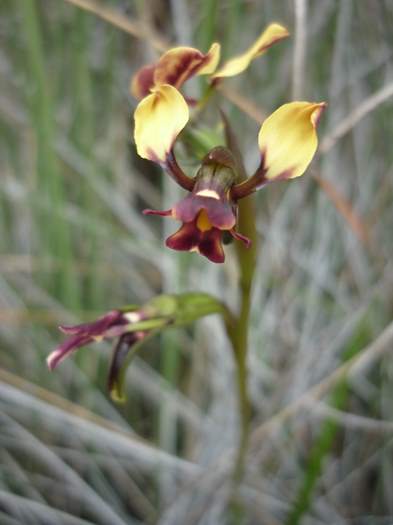 Diuris-Donkey-orchid-103.JPG