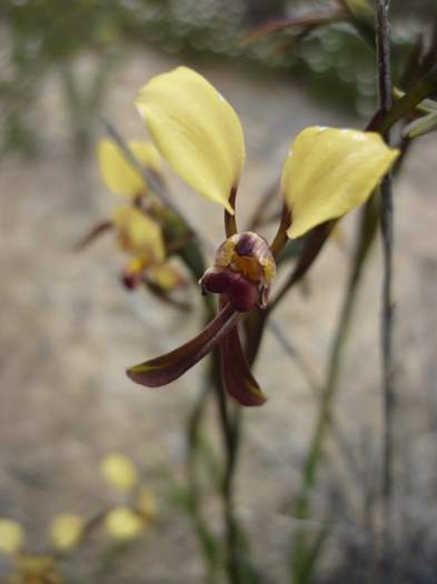 Diuris-Donkey-orchid-104.JPG