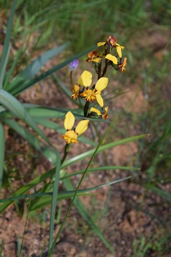 Diuris-Donkey-orchid-106.JPG