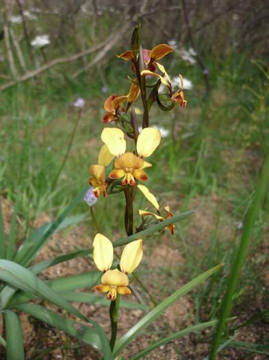 Diuris-Donkey-orchid-107.JPG