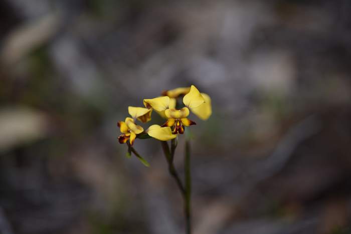 Diuris-Donkey-orchid-108.JPG