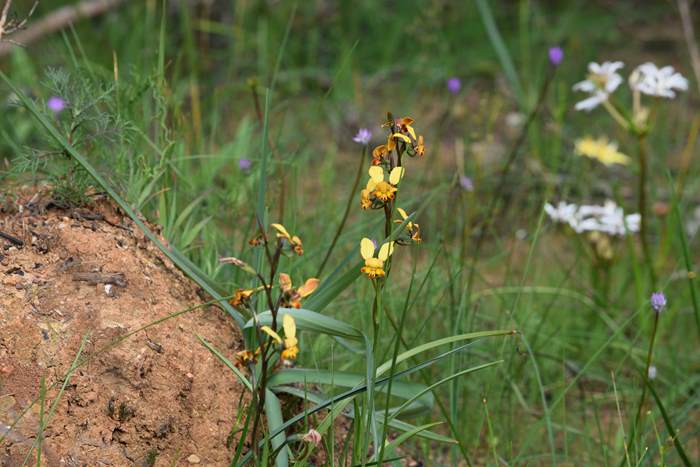 Diuris-Donkey-orchid-109.JPG