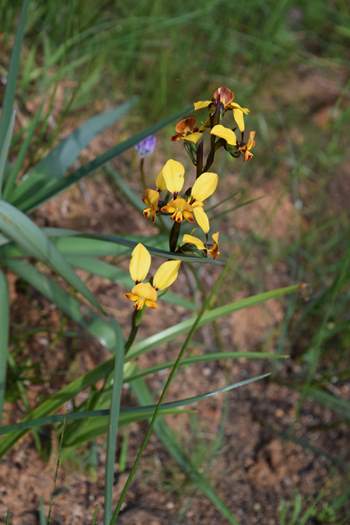 Diuris-Donkey-orchid-110.JPG