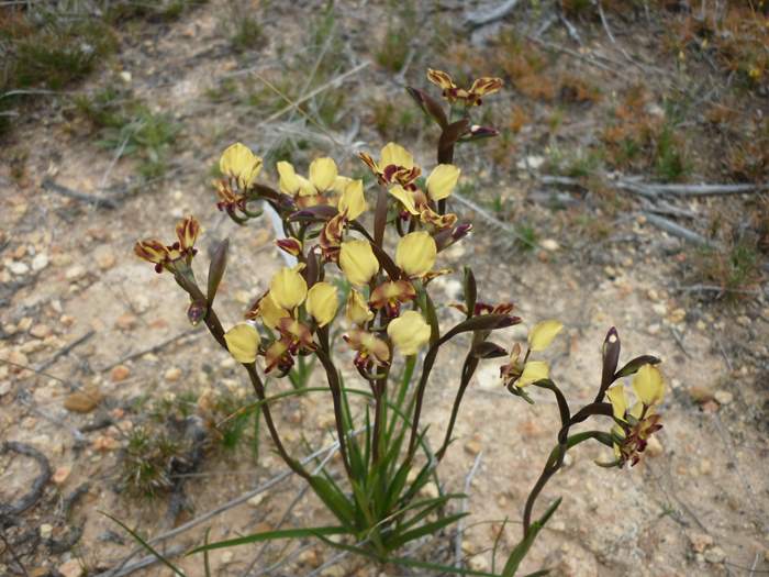 Diuris-Donkey-orchid-115.JPG