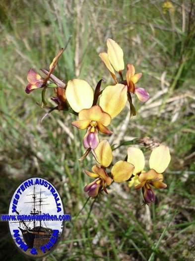 Diuris-Kemerton-Donkey-orchid-001.JPG