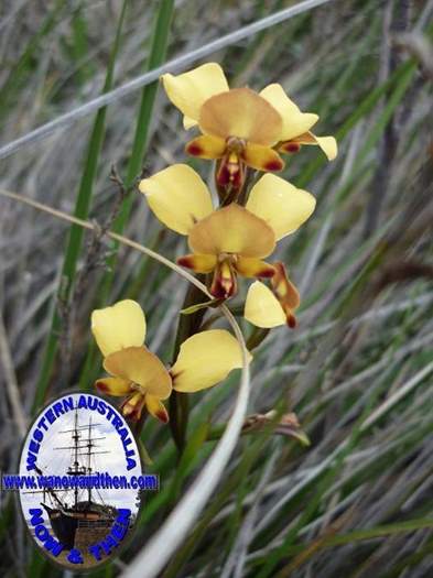 Diuris-hazelii-Yellow-Granite-Donkey-Orchid-005.jpg