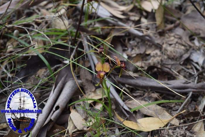 Diuris-longifolia-purple-pansy-orchid-0001.JPG