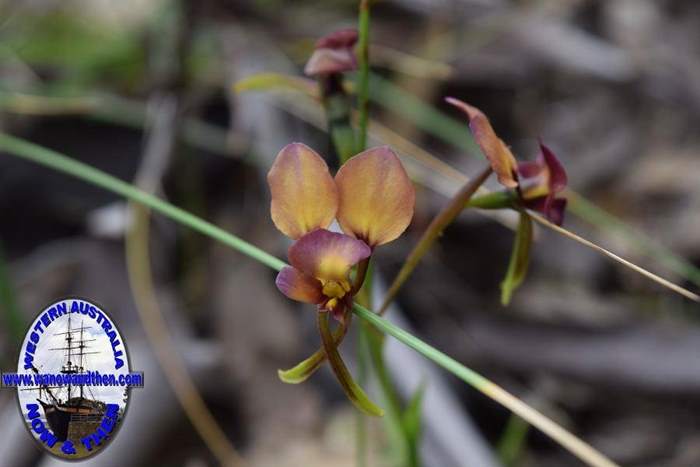 Diuris-longifolia-purple-pansy-orchid-0002.JPG