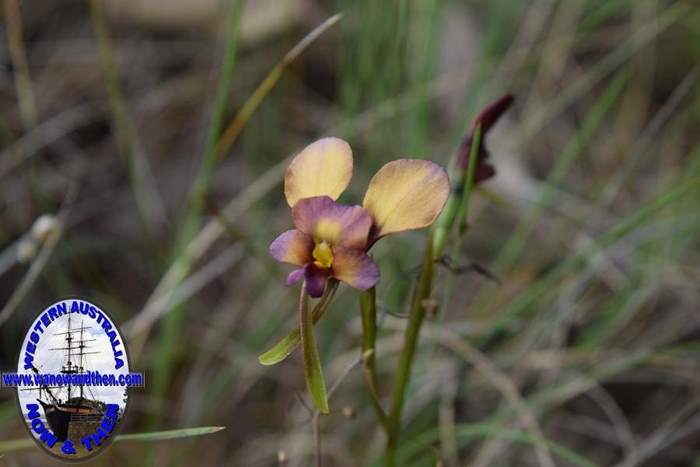 Diuris-longifolia-purple-pansy-orchid-0003.JPG