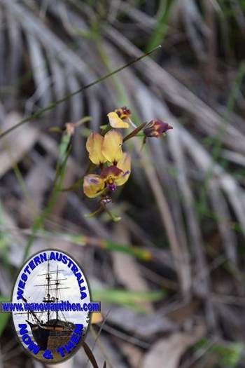 Diuris-longifolia-purple-pansy-orchid-0004.JPG