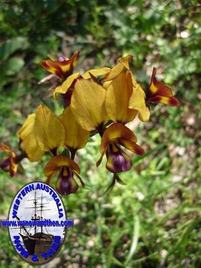 Diuris-tinkerii-Arrowsmith-Pansy-Orchid-001.jpg