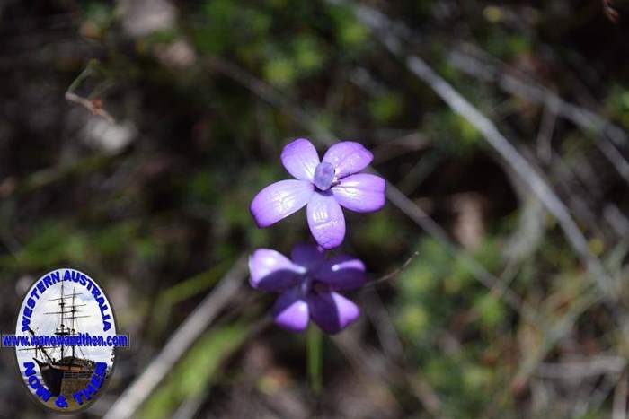 Elythranthera-brunonis-purple-enamel-orchid-Oct-2017-0002.JPG