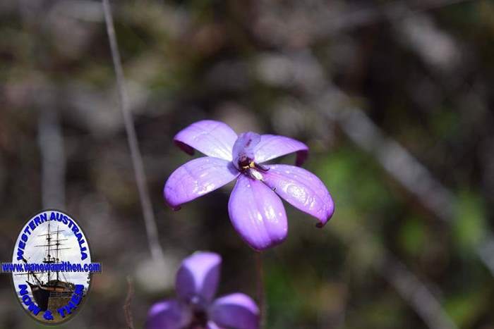 Elythranthera-brunonis-purple-enamel-orchid-Oct-2017-0004.JPG