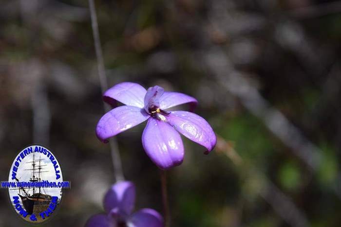 Elythranthera-brunonis-purple-enamel-orchid-Oct-2017-0006.JPG