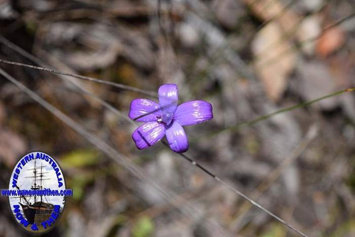 Elythranthera-brunonis-purple-enamel-orchid-Oct-2017-0008.JPG