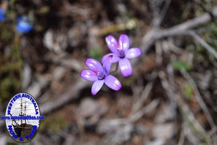 Elythranthera-brunonis-purple-enamel-orchid-Oct-2017-0010.JPG