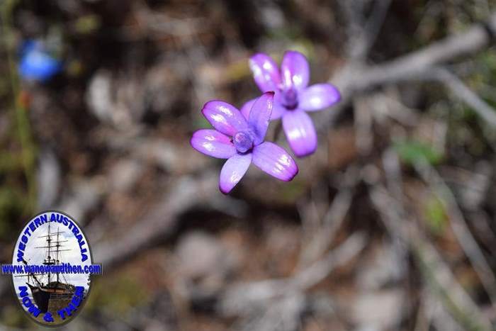 Elythranthera-brunonis-purple-enamel-orchid-Oct-2017-0011.JPG