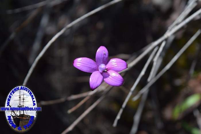 Elythranthera-emarginata-pink-enamel-orchid-Oct-2017-0004.JPG