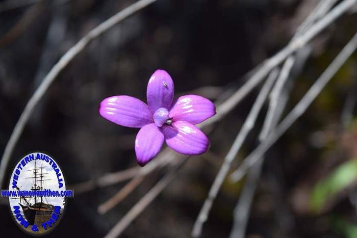 Elythranthera-emarginata-pink-enamel-orchid-Oct-2017-0005.JPG