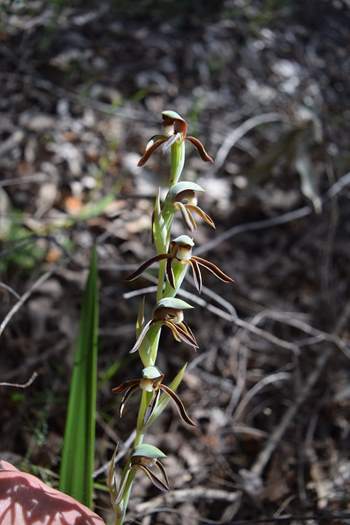 Lyperanthus-serratus-Rattle-Beak-orchid-Oct-2017-0001.JPG