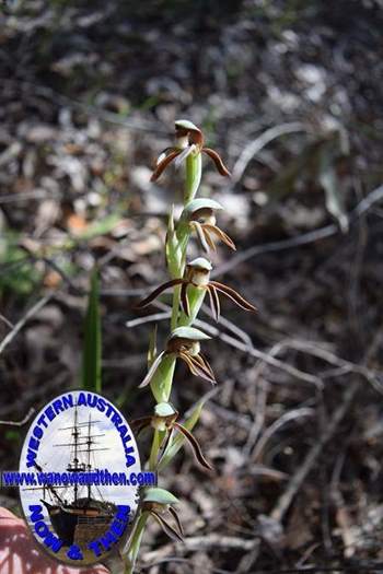 Lyperanthus-serratus-Rattle-Beak-orchid-Oct-2017-0002.JPG