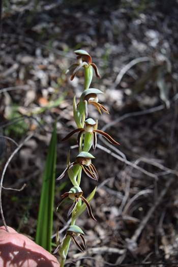 Lyperanthus-serratus-Rattle-Beak-orchid-Oct-2017-0008.JPG