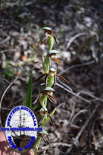 Lyperanthus-serratus-Rattle-Beak-orchid-Oct-2017-0009.JPG