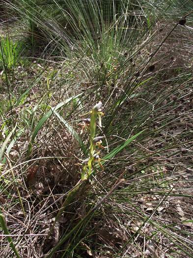 Lyperanthus-serratus-Rattle-Beak-orchid-Oct-2017-0100.JPG