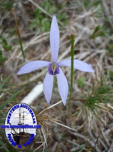 Pheladenia-deformis-Blue-fairy-orchid.jpg