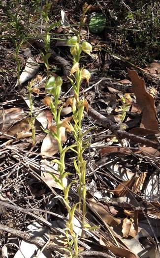 Pterostylis-green-hooded-orchid.JPG