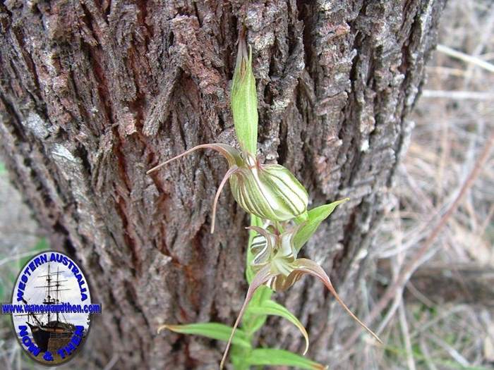 Pterostylis-recyrva-Jug-orchid-001.jpg