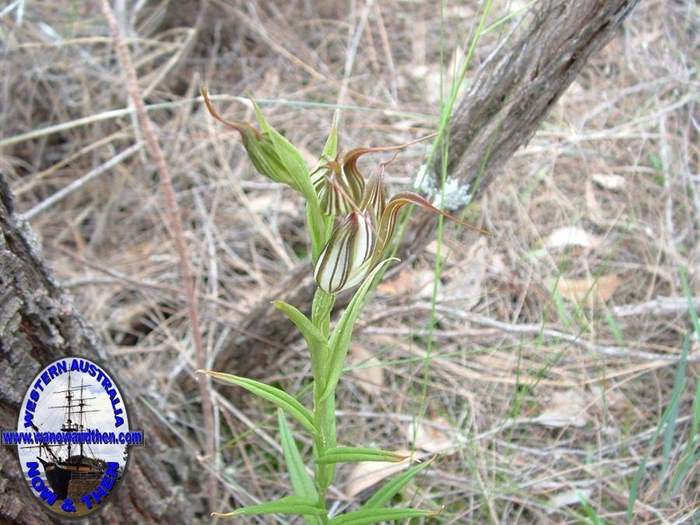 Pterostylis-recyrva-Jug-orchid-002.jpg