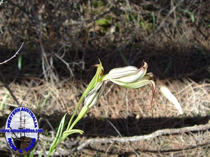 Pterostylis-recyrva-Jug-orchid-003.jpg