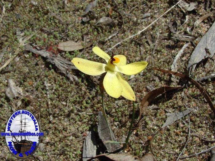 Thelymitra-antennifera-Vanilla-orchid-012.jpg