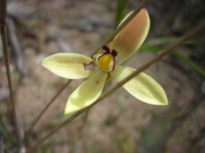 Thelymitra-antennifera-Vanilla-orchid-100.JPG