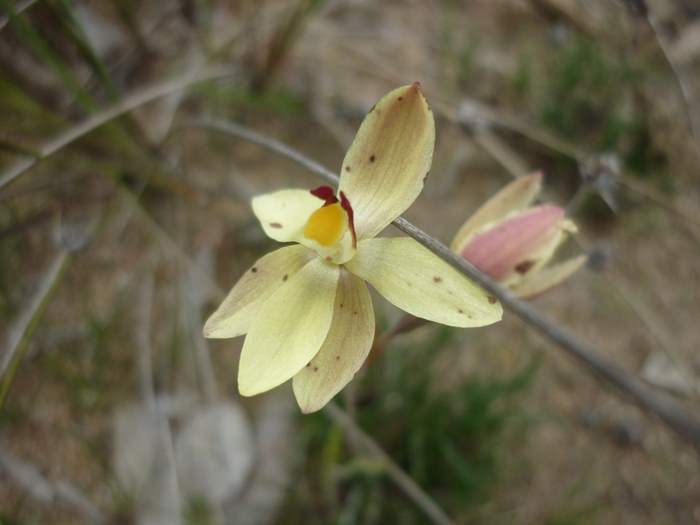 Thelymitra-antennifera-Vanilla-orchid-101.JPG