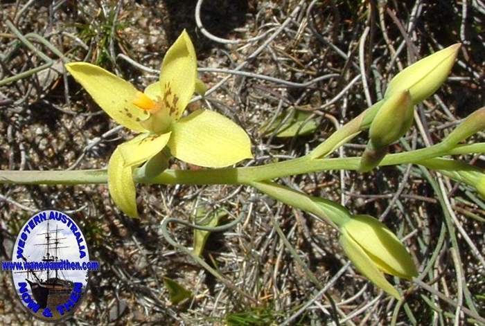 Thelymitra-antetennifera-Vanilla-orchid-001.JPG