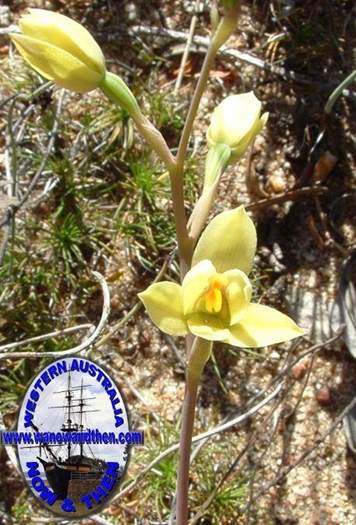 Thelymitra-antetennifera-Vanilla-orchid-003.JPG