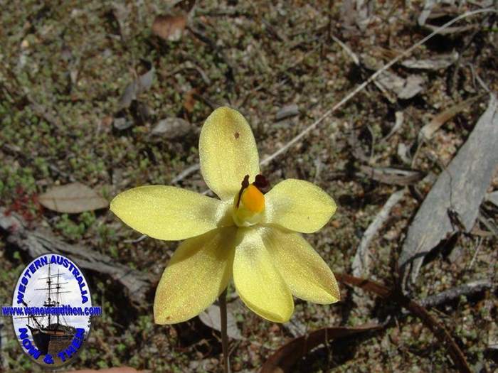 Thelymitra-antetennifera-Vanilla-orchid-006.jpg